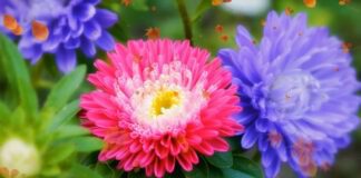 Експерти дали перелік рослин, які можна висадити на клумбі у червні