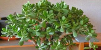 Як доглядати за грошовим деревом: поради від квітникарів