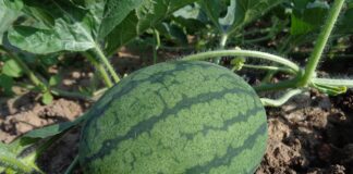 Рецепт ідеального добрива для кавунів