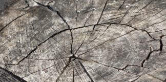 Городник розповів, як швидко прибрати пень на ділянці