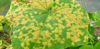 Садівники розповіли, з якими добривами треба бути обачними