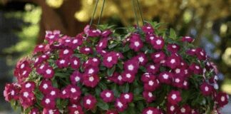 Як виростити катарантус в домашніх умовах