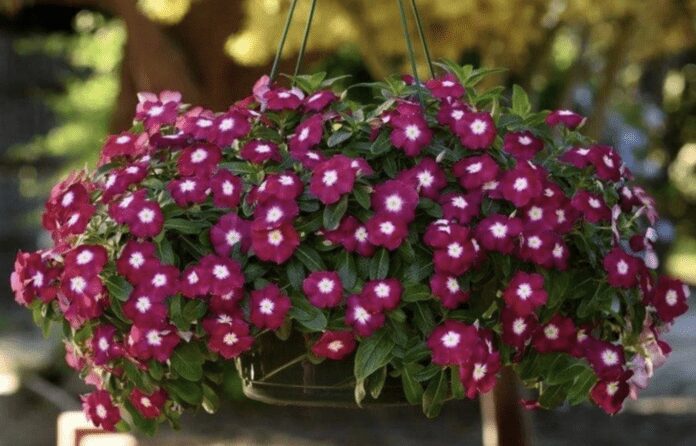 Як виростити катарантус в домашніх умовах