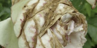 Садівники розповіли, що робити, коли троянди почорніли після зими