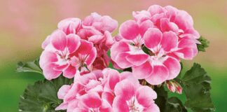 Садівники розповіли, чим підживити пеларгонію для пишного цвітіння