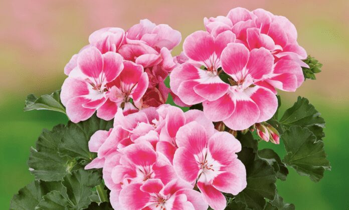 Садівники розповіли, чим підживити пеларгонію для пишного цвітіння Садівники розповіли, чим підживити пеларгонію для пишного цвітіння