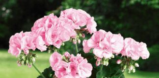 Свекруха з 40-річним стажем навчила: 2 "промахи", яких не повинно бути у догляді за геранню взимку