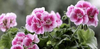 Найпоширеніші помилки при вирощуванні герані