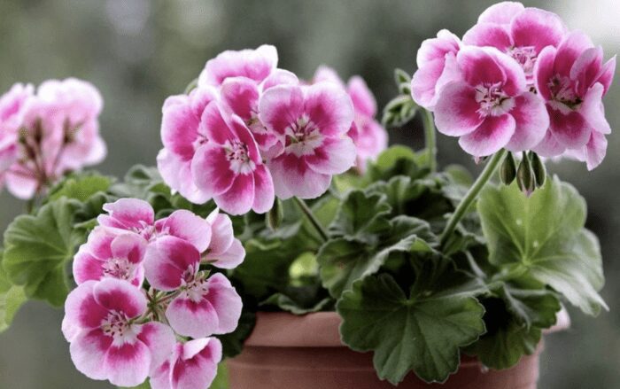 Найпоширеніші помилки при вирощуванні герані