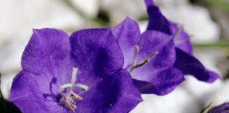 Як виростити квіти дзвоники на своїй ділянці