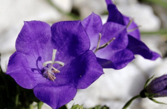 Як виростити квіти дзвоники на своїй ділянці