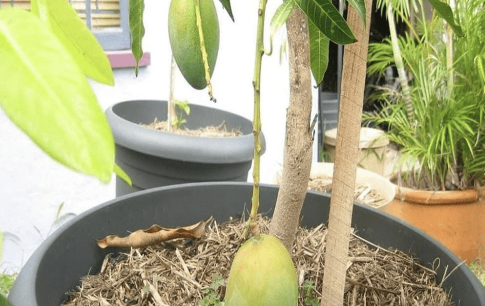 Як виростити манго з кісточки