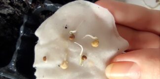 Городники розповіли, як підвищити схожість насіння