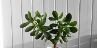 Як доглядати за грошовим деревом: поради від квітникарів