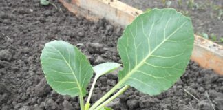 Що робити для потужного росту розсаду