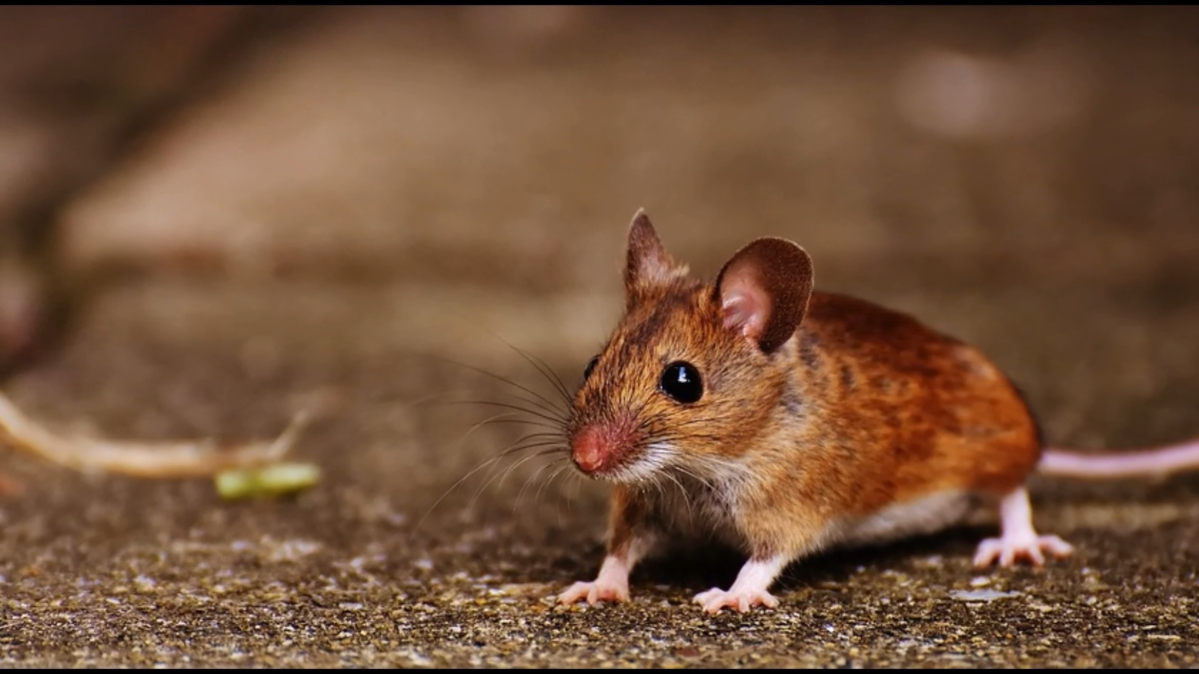 Як позбутися мишей