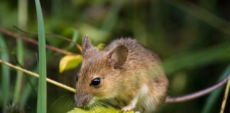 Як швидко та ефективно позбутися мишей в погребі 