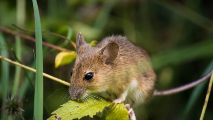 Як позбутися мишей на території: поради від садівників 