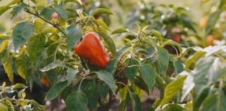 Городники назвали врожайні та невибагливі сорти болгарського перцю