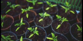 Експерти розповіли, коли краще сіяти перець на розсаду  