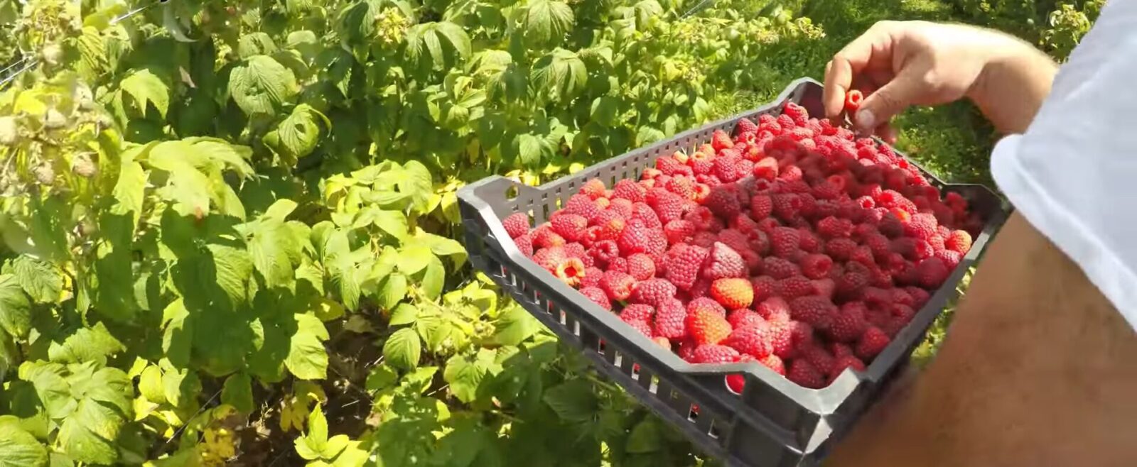 Садівники розповіли, чим підживити кущі малини восени