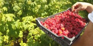 Садівники розповіли, чим підживити кущі малини восени