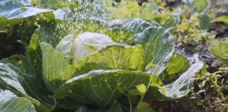 Народний метод від шкідників на капусті