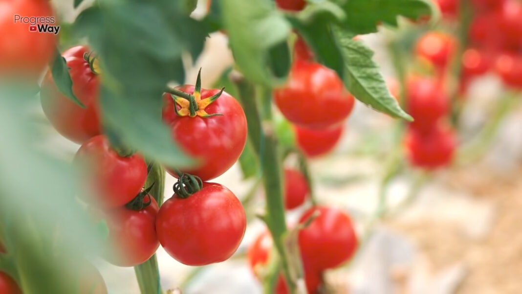 Городник назвав найбільш родючий та вигідний сорт томатів