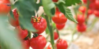 Городник назвав найбільш родючий та вигідний сорт томатів