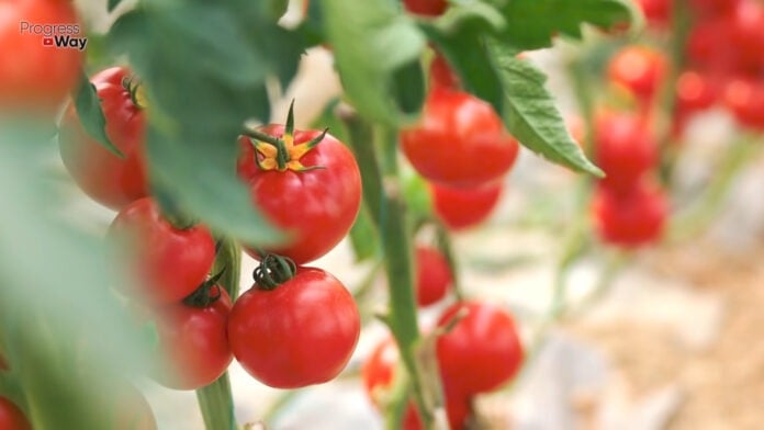 Як правильно сформувати низькорослі помідори