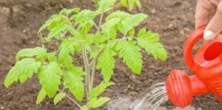 Городник розповів, як приготувати універсальне добриво для томатів й огірків