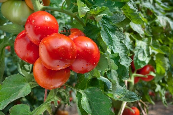 Експерти розповіли, як краще посадити помідори у відкритий ґрунт