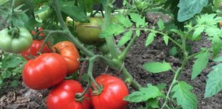 Городники поділилися назвами смачних сортів помідорів