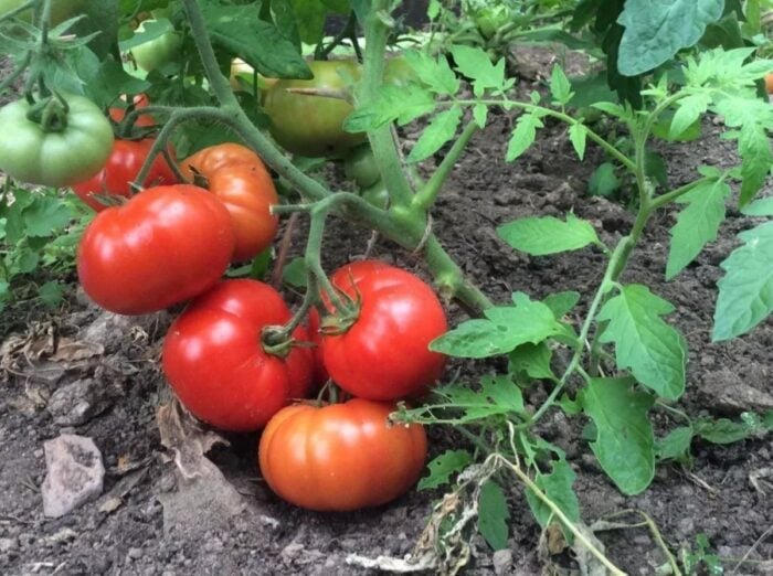 Чим підживити помідори для багатого врожаю