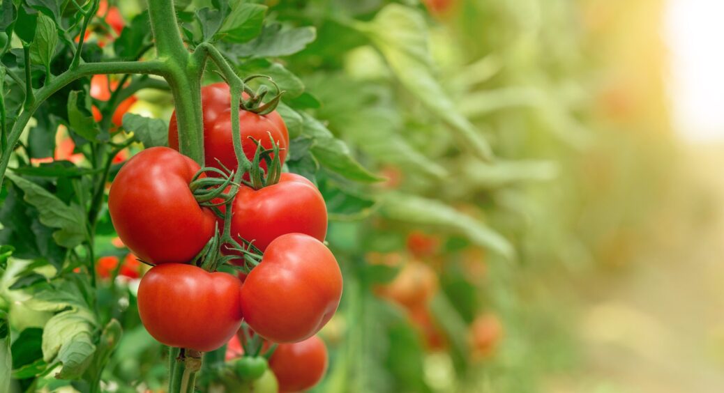 Посадка томатів лежачи за особливою методою: дасть подвійний врожай та соковитіші плоди. Найкращий результат 