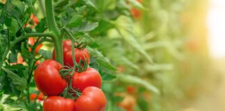 Як садити помідори у відкритий ґрунт