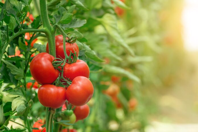 Як садити помідори у відкритий ґрунт