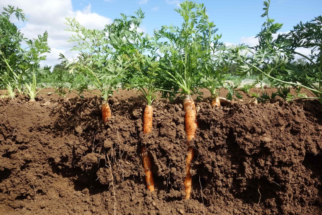 Городники розповіли, що робити, аби морква росла рівною