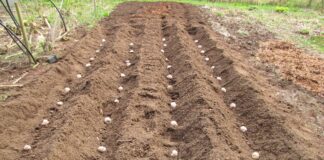 Городники розповіли, чому не можна удобрювати картоплю золою 