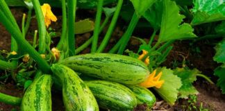 Рецепт найкращого добрива для кабачків 