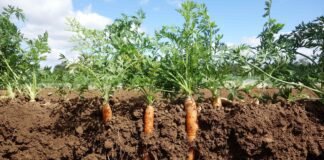 Городники поділилися 3 корисними порадами щодо підгодівлі моркви