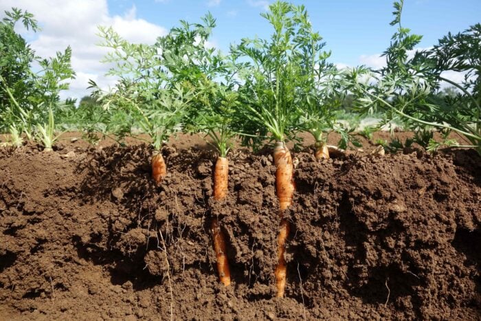 Експерти розповіли про дієвий метод вирощування моркви у відкритому ґрунті для щедрого врожаю