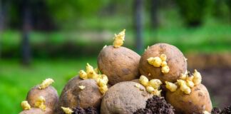 Дачники розповіли про причини низької врожайності картоплі 