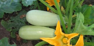Городники розповіли, який сорт кабачків варто посадити на ділянці: поради 