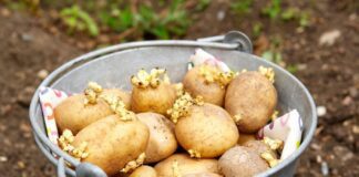 Як садити картоплю правильно