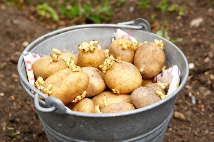 Як садити картоплю правильно