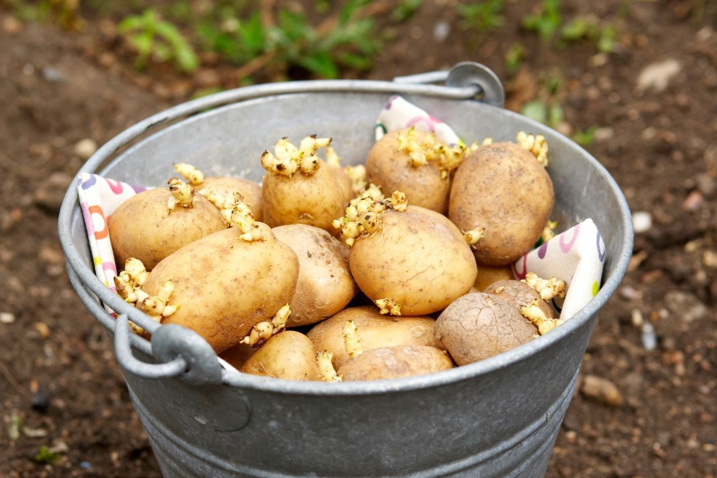 Причини низької врожайності картоплі 