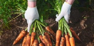 Технологія вирощування моркви