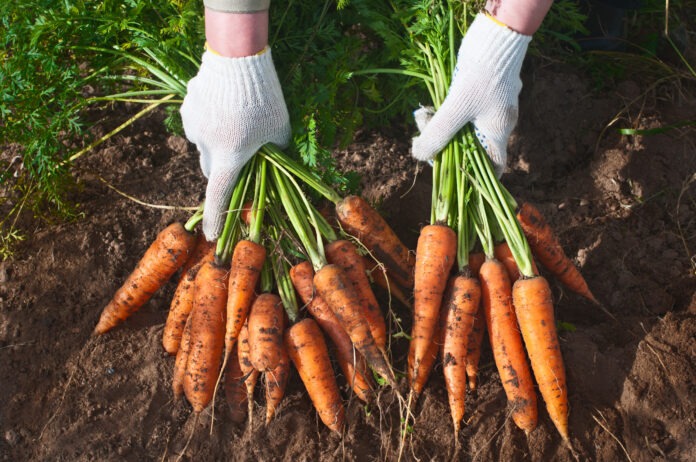 Технологія вирощування моркви
