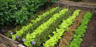 Що можна використати для розсади замість ящиків